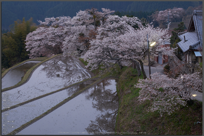 三多気・桜(DSCF0371,F9,67.1mm)2014yaotomi_Top.jpg