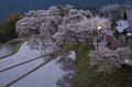 三多気・桜(DSCF0371,F9,67.1mm,FULL)2014yaotomi_.jpg