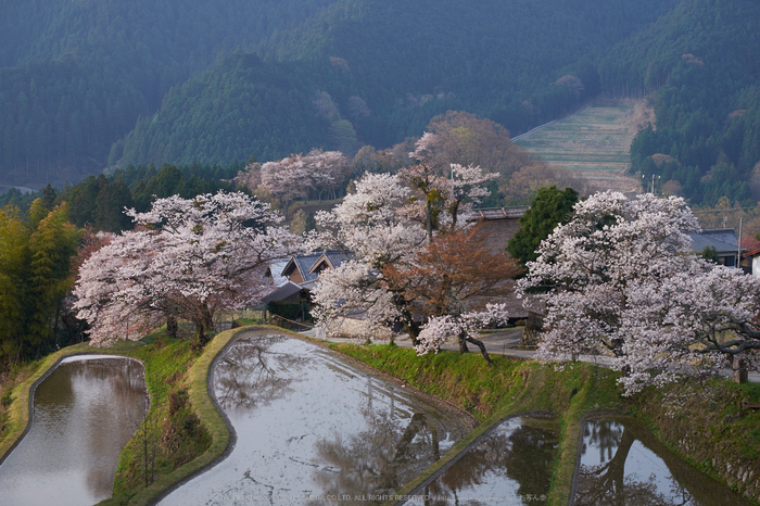 三多気・桜(DSCF0478,F8,63.8mm)2014yaotomi_.jpg