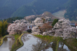 三多気・桜(DSCF0478,F8,63.8mm,FULL)2014yaotomi_.jpg