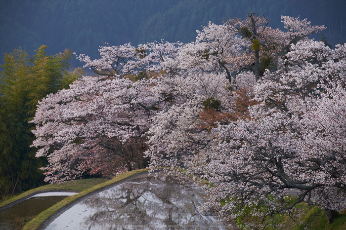 三多気・桜(DSCF0512,F6.4,148.5mm)2014yaotomi_.jpg