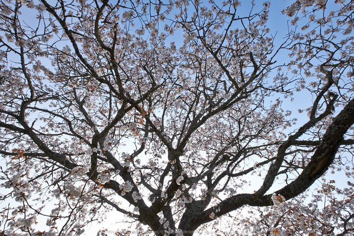 三多気・桜(DSCF0545,F10,10mm)2014yaotomi_.jpg