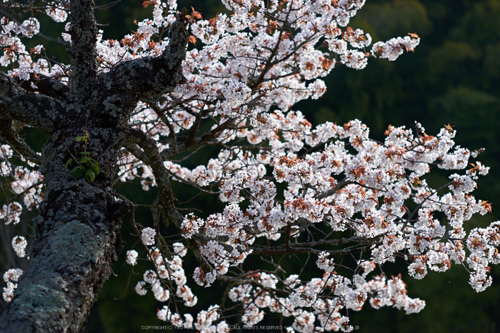 三多気・桜(DSCF0548,F2,56mm)2014yaotomi_.jpg