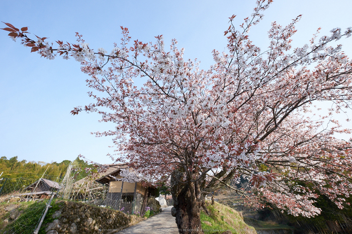 三多気・桜(DSCF0568,F13,10mm)2014yaotomi_s.jpg