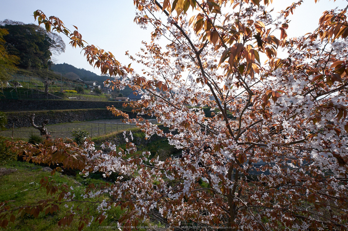 三多気・桜(DSCF0582,F8,10mm)2014yaotomi_ (1) .jpg