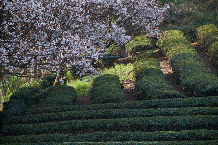 三多気・桜(DSCF0608,F5.6,148.5mm)2014yaotomi_.jpg