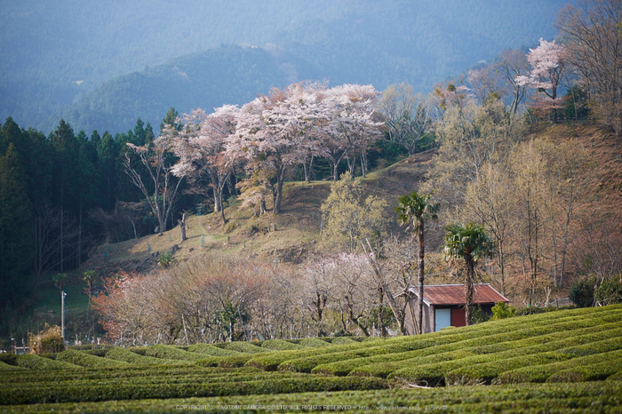 三多気・桜(DSCF0624,F1.4,56mm)2014yaotomi_.jpg