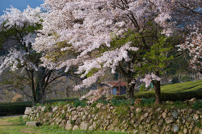 三多気・桜(DSCF0626,F2.5,56mm)2014yaotomi_.jpg