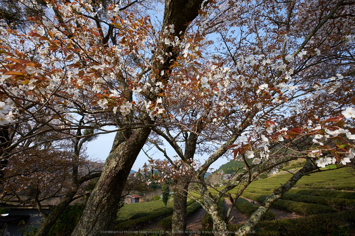 三多気・桜(DSCF0633,F11,10mm)2014yaotomi_.jpg