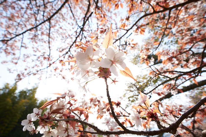 三多気・桜(DSCF0639,F7.1,10mm)2014yaotomi_.jpg