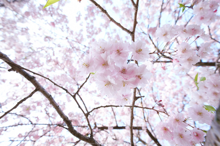 三多気・桜(DSCF0651,F5.6,10mm)2014yaotomi_.jpg