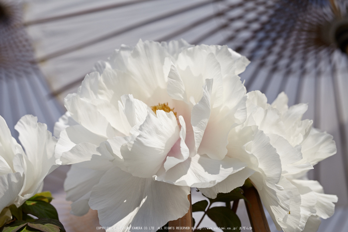 乙訓寺・ぼたん(IMG_7391,F5)2014yaotomi_.jpg