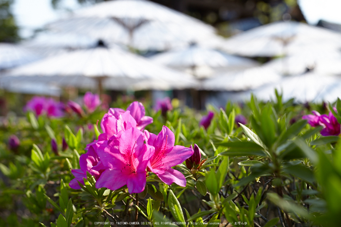 乙訓寺・ぼたん(IMG_7409,F4.5)2014yaotomi_.jpg