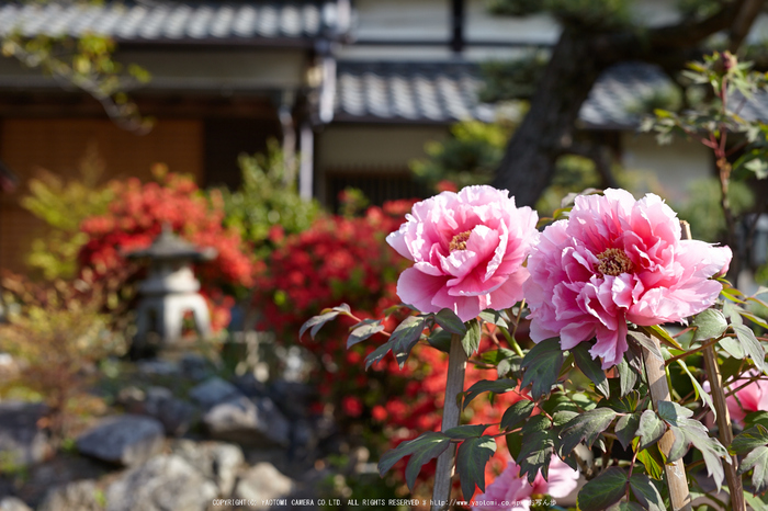 乙訓寺・ぼたん(IMG_7428,F4)2014yaotomi_.jpg