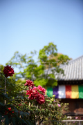 乙訓寺・ぼたん(IMG_7458,F1.6,FULL)2014yaotomi_.jpg