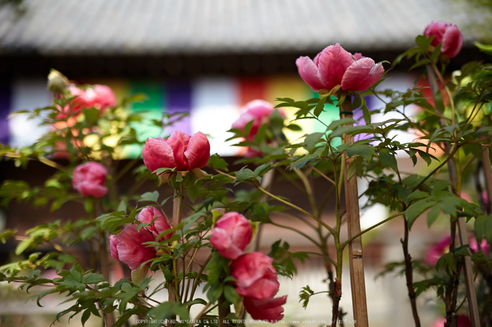 乙訓寺・ぼたん(IMG_7464,F1.6)2014yaotomi_.jpg