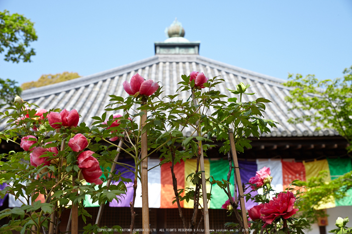 乙訓寺・ぼたん(IMG_7470,F5.6)2014yaotomi_.jpg