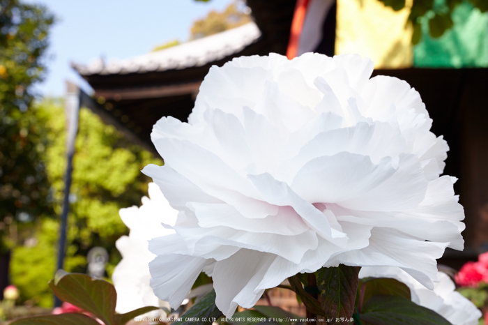 乙訓寺・ぼたん(IMG_7480,F11)2014yaotomi_.jpg