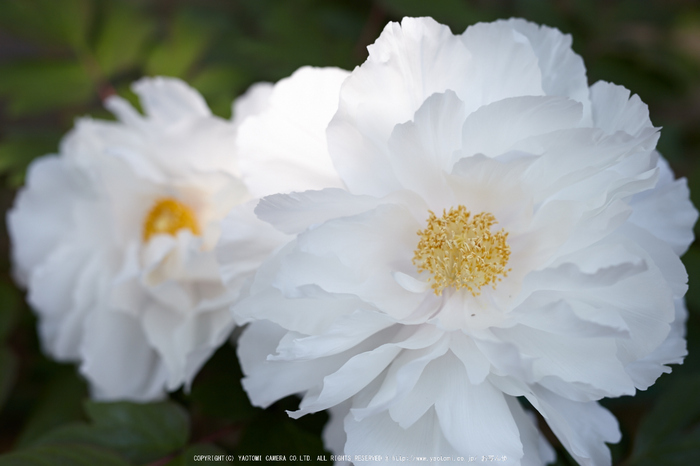 乙訓寺・ぼたん(IMG_7490,F2.8)2014yaotomi_.jpg