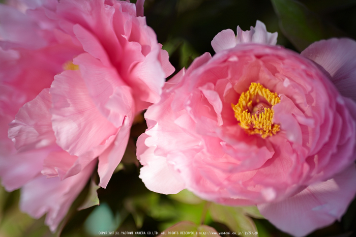 乙訓寺・ぼたん(IMG_7494,F1.4)2014yaotomi_.jpg