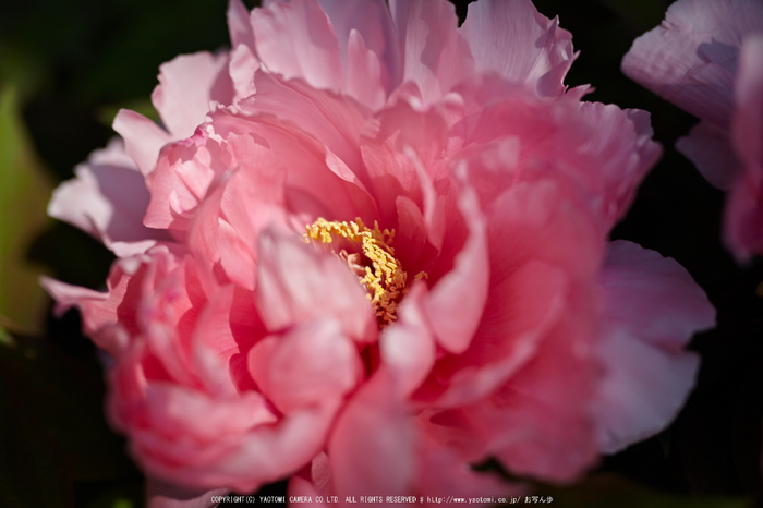 乙訓寺・ぼたん(IMG_7496,F1.8)2014yaotomi_.jpg