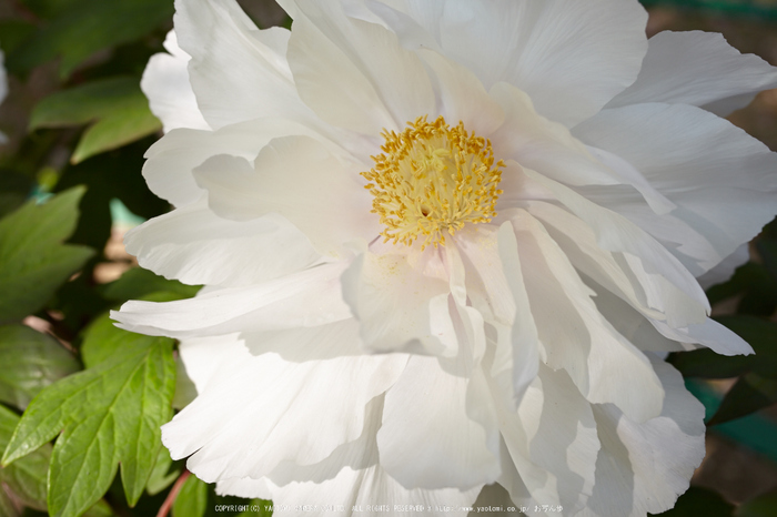 乙訓寺・ぼたん(IMG_7501,F6.3)2014yaotomi_.jpg