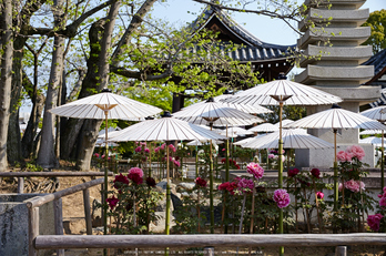 乙訓寺・ボタン(IMG_7370,F5.6)2014yaotomi_.jpg