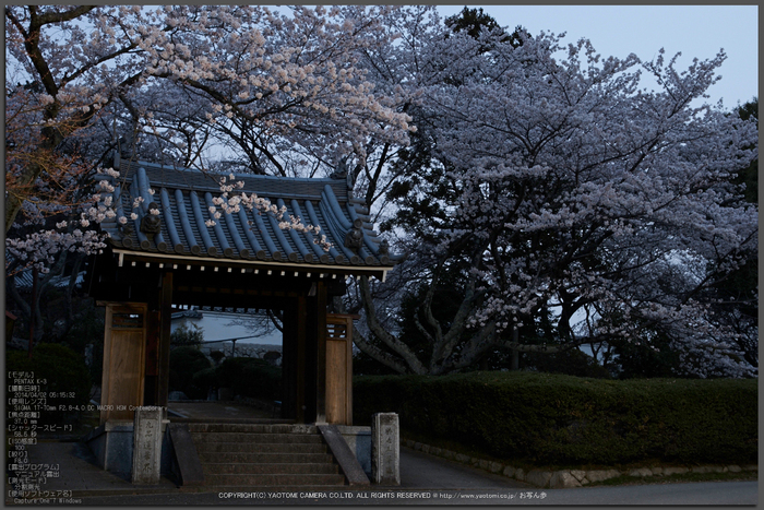 九品寺,桜(PK3_8130,F8,37mm)2014yaotomi_Top.jpg