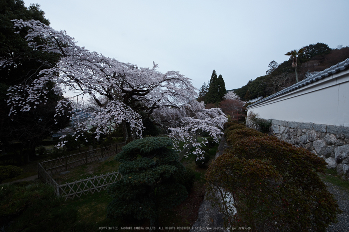 九品寺,桜(PK3_8134,F10,--mm)2014yaotomi_.jpg