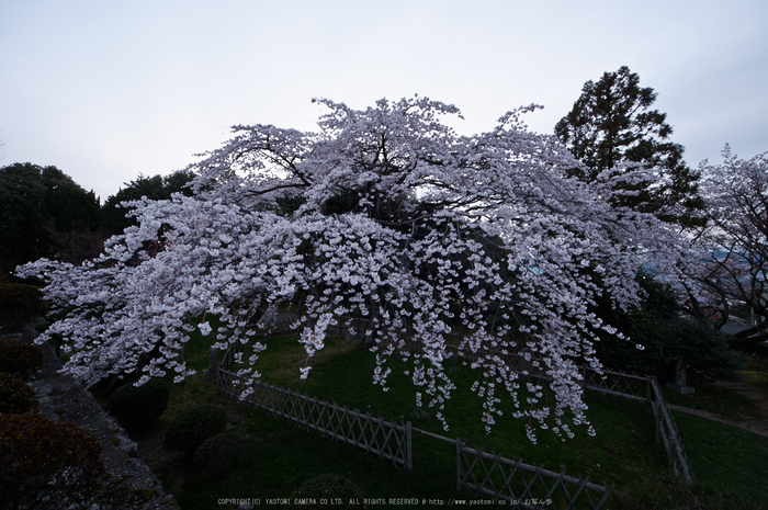 九品寺,桜(PK3_8146,F10,--mm)2014yaotomi_.jpg
