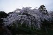 九品寺,桜(PK3_8146,F10,--mm,FULL)2014yaotomi_.jpg