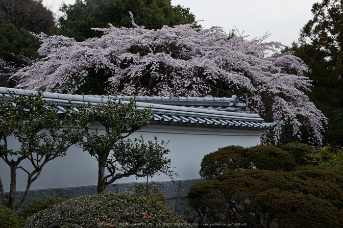 九品寺,桜(PK3_8152,F10,37mm)2014yaotomi_.jpg