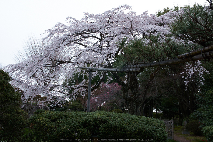 九品寺,桜(PK3_8157,F10,31mm)2014yaotomi_.jpg