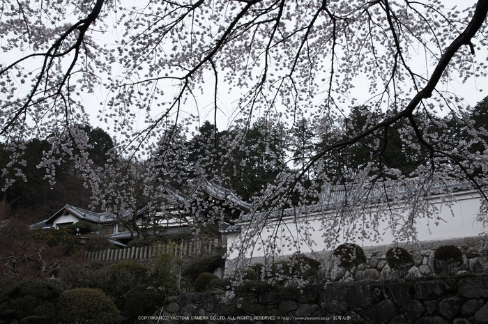 九品寺,桜(PK3_8164,F10,21mm)2014yaotomi_.jpg