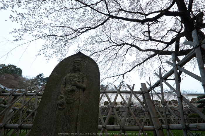 九品寺,桜(PK3_8172,F13,--mm)2014yaotomi_.jpg