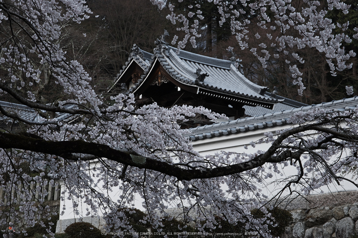 九品寺,桜(PK3_8187,F11,70mm)2014yaotomi_.jpg