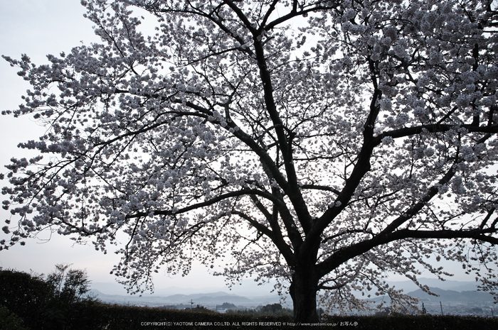 九品寺,桜(PK3_8191,F9,17mm)2014yaotomi_.jpg