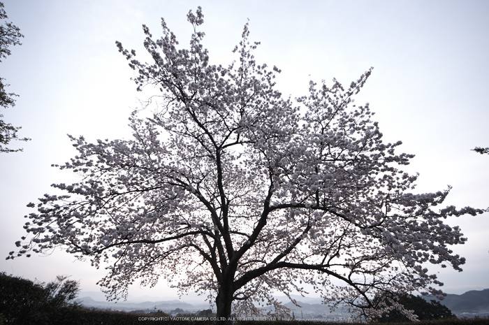 九品寺,桜(PK3_8202,F4.5,--mm)2014yaotomi_.jpg