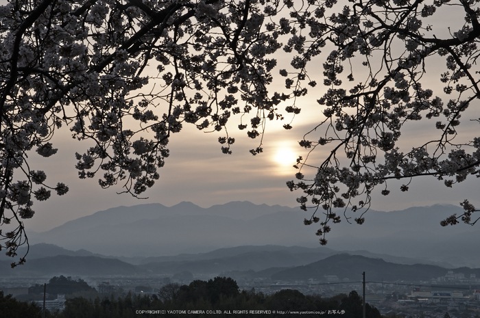 九品寺,桜(PK3_8209,F16,58mm)2014yaotomi_.jpg