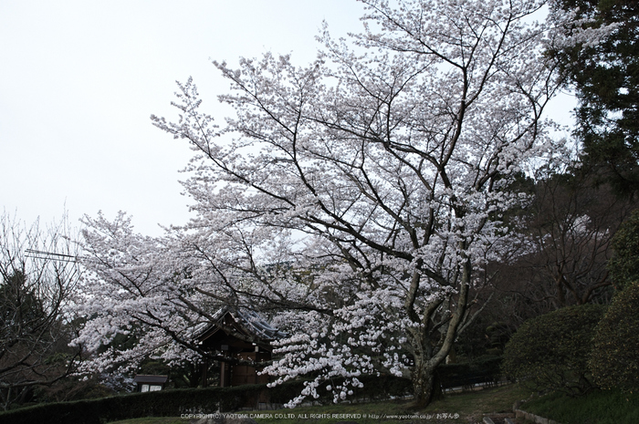 九品寺,桜(PK3_8216,F9,17mm)2014yaotomi_.jpg