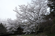 九品寺,桜(PK3_8216,F9,17mm,FULL)2014yaotomi_.jpg