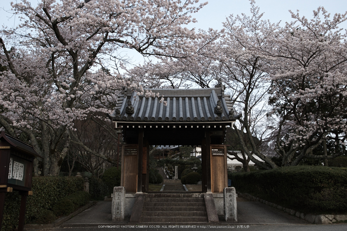 九品寺,桜(PK3_8225,F9,26mm)2014yaotomi_.jpg