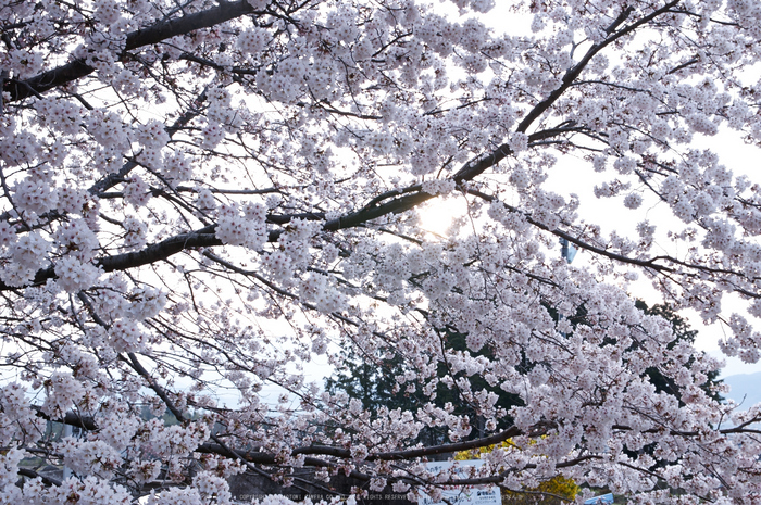 九品寺,桜(PK3_8229,F9,37mm)2014yaotomi_.jpg