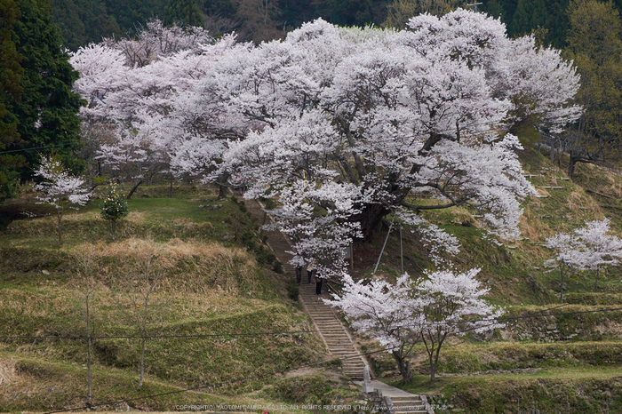 仏隆寺・桜(DSCF1028,F8,46.3mm)2014yaotomi_.jpg