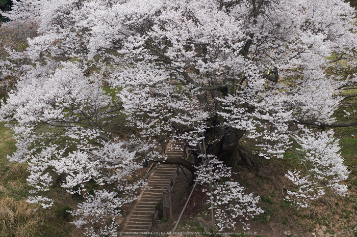 仏隆寺・桜(DSCF1043,F8,86mm)2014yaotomi_.jpg