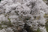 仏隆寺・桜(DSCF1050,F8,104.9mm,FULL)2014yaotomi_.jpg