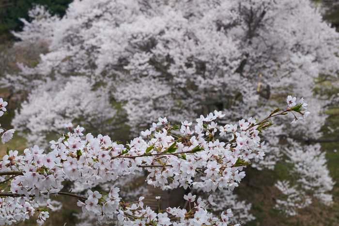 仏隆寺・桜(DSCF1058,F14,81.9mm)2014yaotomi_.jpg