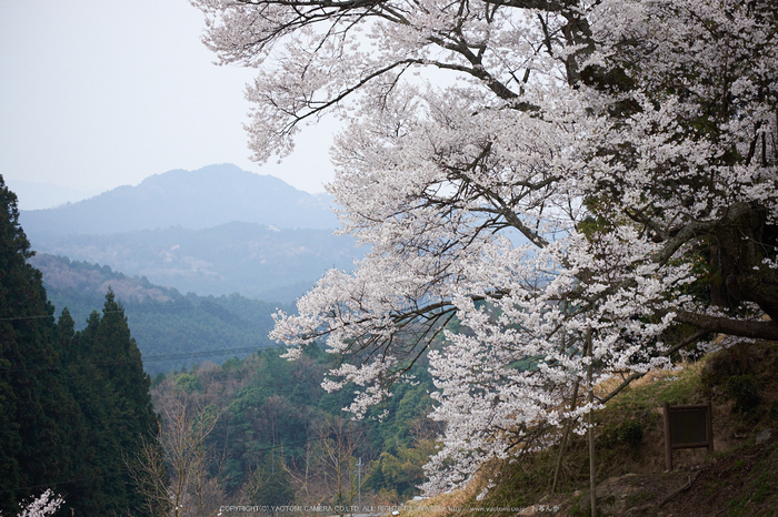 仏隆寺・桜(DSCF1064,F3.6,67.1mm)2014yaotomi_.jpg