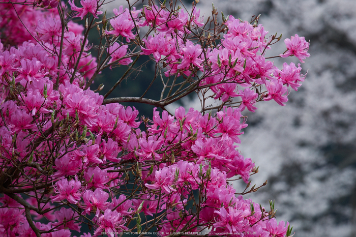 仏隆寺・桜(DSCF1081,F13,200mm)2014yaotomi_.jpg