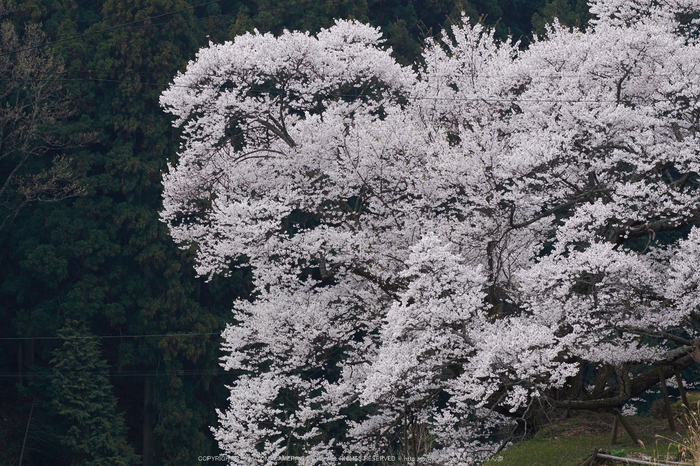 仏隆寺・桜(DSCF1082,F13,104.9mm)2014yaotomi_.jpg